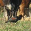 Ibis chauve près d’Aire-sur-l’Adour (Landes)