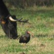 Ibis chauve et vache landaise