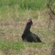 Ibis chauve dans les Landes
