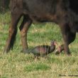 Ibis chauve et vache landaise