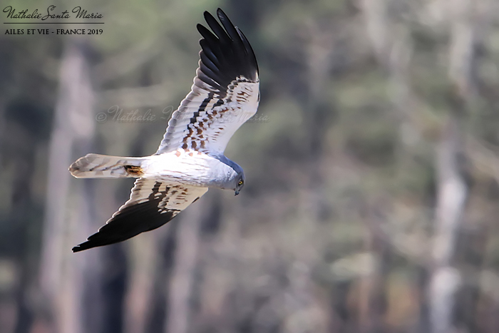 Busard cendré en vol
