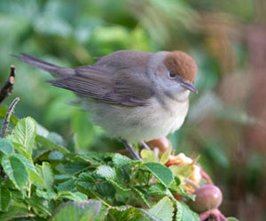 Fauvette à tête noire (Sylvia atricapilla) femelle 