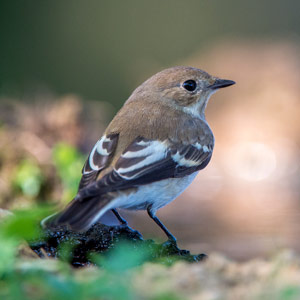 Identifier Les Oiseaux Des Jardins Et Des Parcs Au Printemps