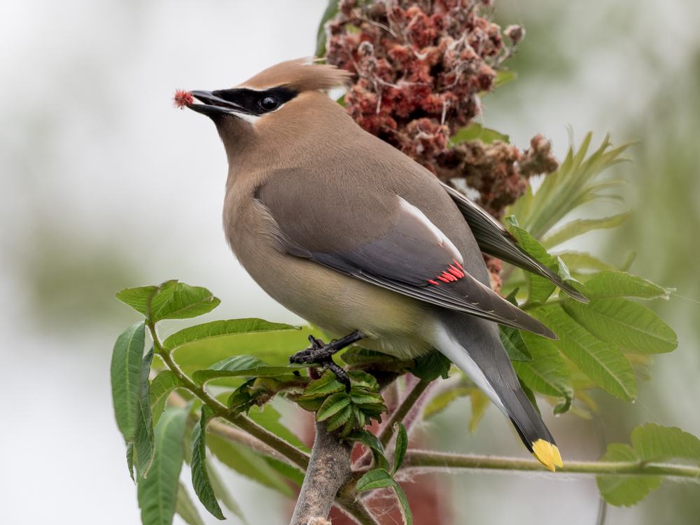 Jaseur d&rsquo;Amérique