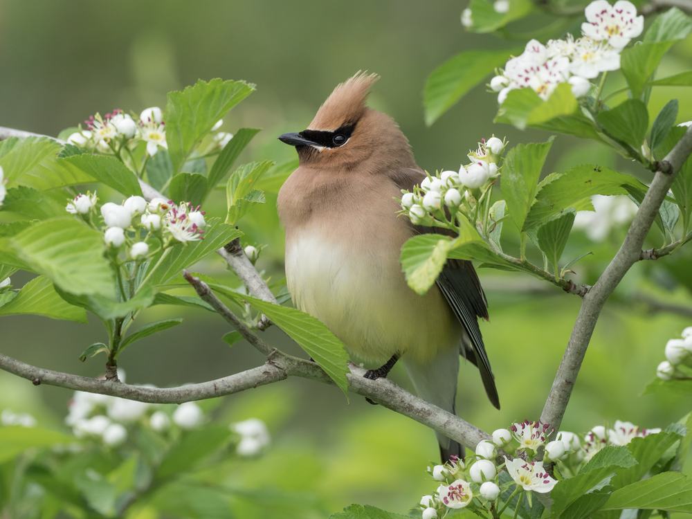 Jaseur d&rsquo;Amérique