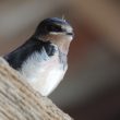 Hirondelle rustique juvénile