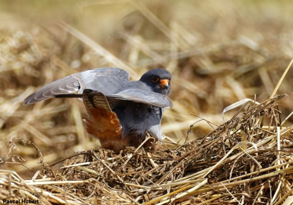 Faucon kobez (Falco vespertinus) mâle