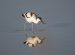 Avocette élégante | Recurvirostra avosetta | Pied Avocet
