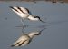 Avocette élégante | Recurvirostra avosetta | Pied Avocet