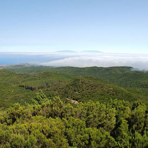 Où observer les oiseaux de la laurisylve des îles Canaries ?