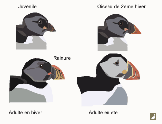 Têtes du Macareux moine (Fratercula arctica) en fonction de l'âge et de la saison