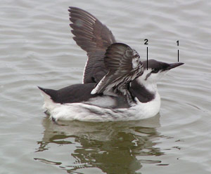 Guillemot de Troïl (Uria aalge) adulte en hiver