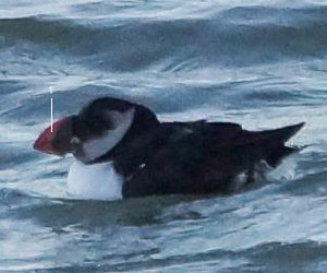 Macareux moine (Fratercula arctica) de deuxième hiver