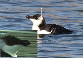 Pingouins tordas (Alca tarda) adulte en hiver et de premier hiver
