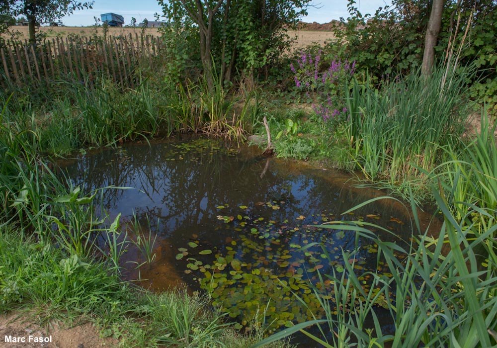 Créer une mare favorable aux oiseaux dans son jardin