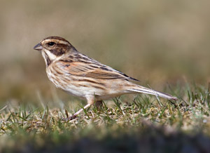 Bruant des roseaux (Emberiza schoeniclus)