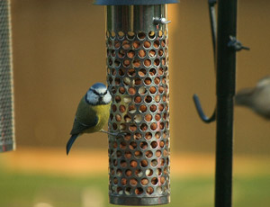 Mésange bleue (Cyanistes caeruleus)