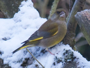 Verdier d'Europe (Chloris chloris)
