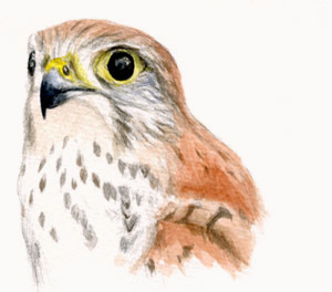 Crécerelle de Maurice (Falco punctatus)