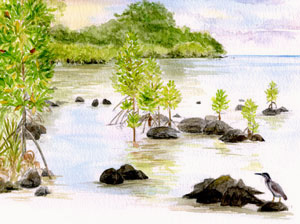 Mangrove à l'embouchure de la Grande Rivière Sud Est