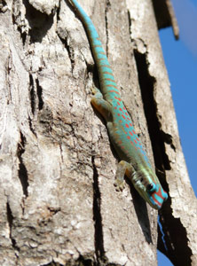 Gecko diurne orné de l'île Maurice