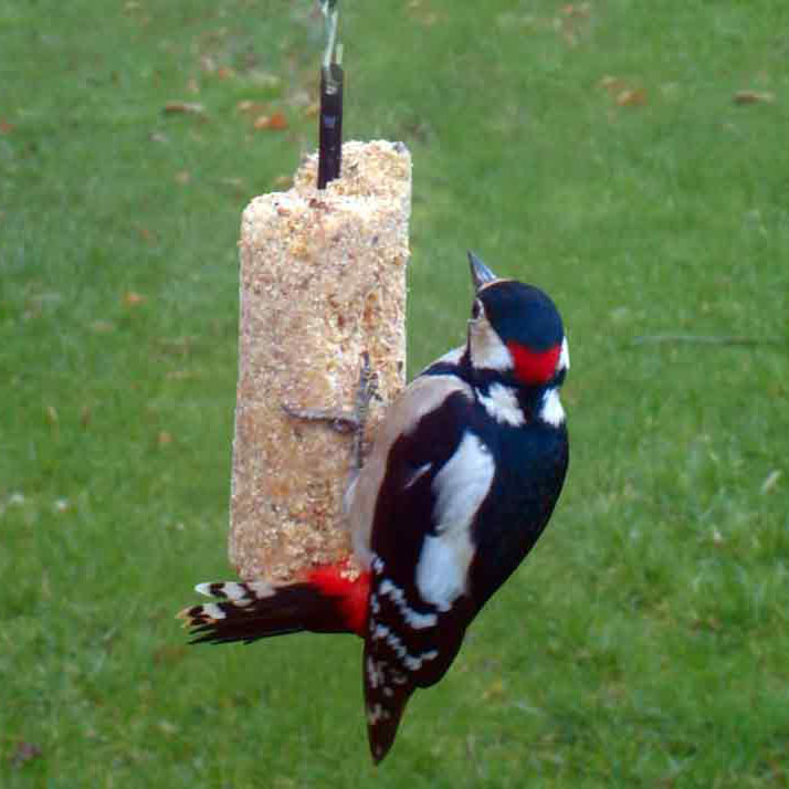 Rêve d'Oiseau - sans Coquille - Graines pour Oiseaux Sauvages sans Blé I  Nourriture de Qualité Supérieure d'Exterieur (5kg) : : Jardin