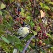 Jeune Mésange bleue mangeant des mûres