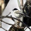 Distinguer les Mésanges nonnette et boréale