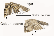 Ordre de mue des ailes de pipits et de gobemouches