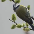 Des oiseaux européens peuvent aussi prélever le nectar des fleurs