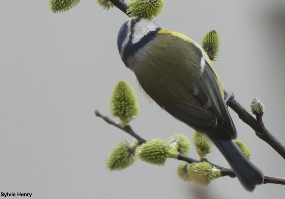 Mésange bleue (Cyanistes caeruleus) buvant du nectar de saule