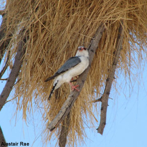 Pourquoi le Fauconnet d’Afrique dépose-t-il des fientes à l’entrée de son nid ?
