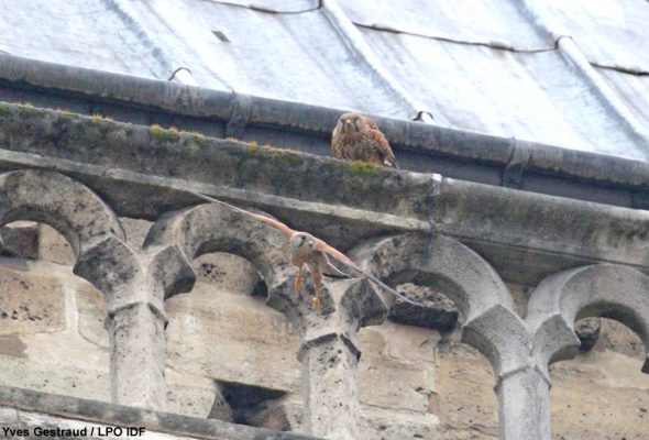 https://www.ornithomedia.com/wp-content/uploads/news-faucons-notre-dame-g-590x400.jpg
