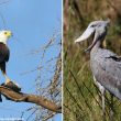 Le Pygargue vocifère n&rsquo;hésite pas à voler des poissons au Bec-en-sabot du Nil en Tanzanie