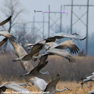 Un éclairage ultraviolet pourrait diminuer les collisions des oiseaux avec les lignes électriques