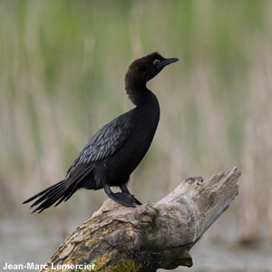 Cormoran pygmée (Microcarbo pygmeus)