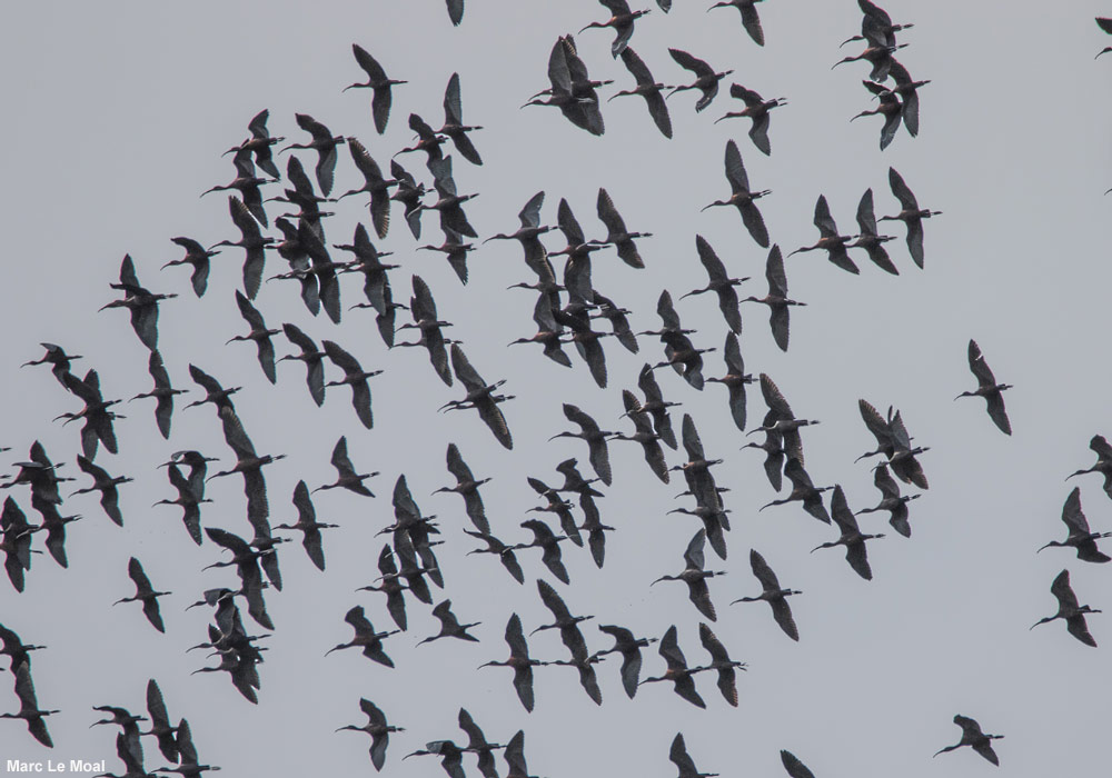Ibis falcinelles (Plegadis falcinellus)