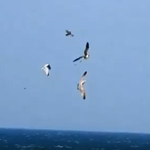 Prédation en mer des goélands sur les passereaux migrateurs : une intéressante vidéo