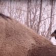 Des passereaux nord-américains garniraient leur nid avec des poils de bison pour masquer l&rsquo;odeur des œufs et des oisillons