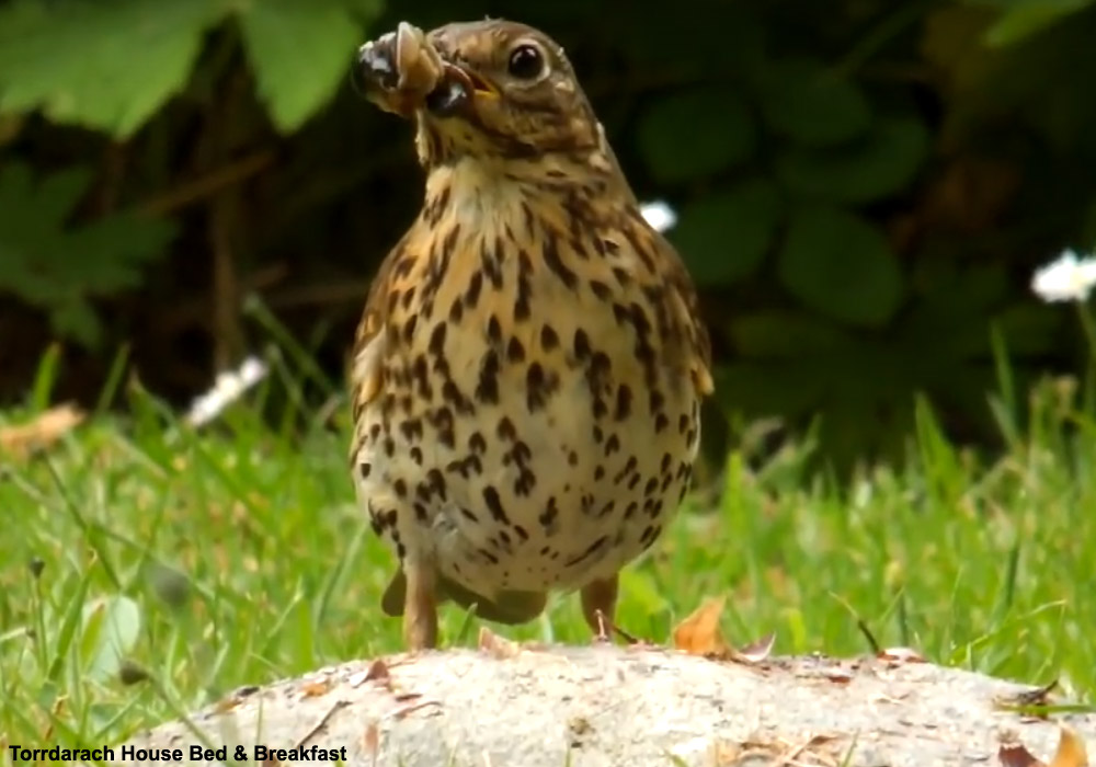 Grive musicienne mangeant un escargot