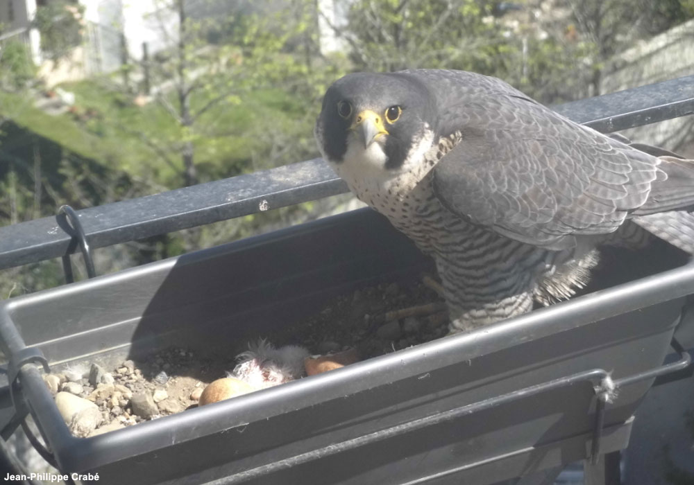 Un couple de Faucons pèlerins a niché à nouveau dans la jardinière d’un balcon à Pau (Pyrénées-Atlantiques)