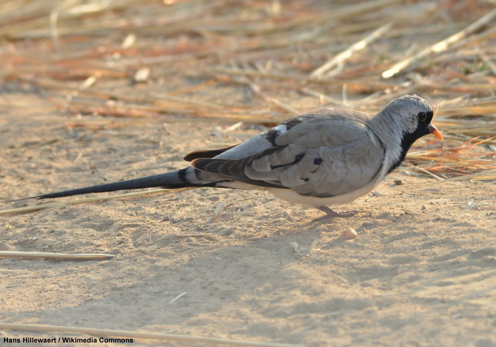 Tourterelle ou Tourtelette masquée (Oena capensis)