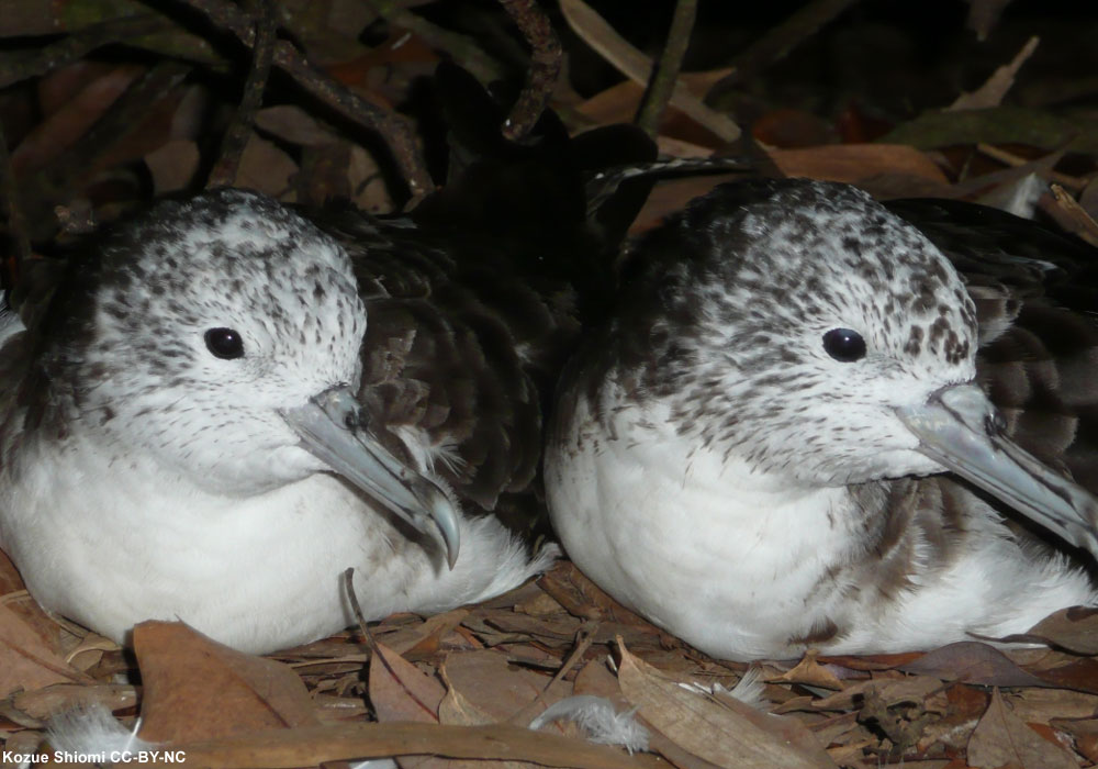 Les mâles de Puffins leucomèles de petite taille risqueraient davantage d’être « cocus »