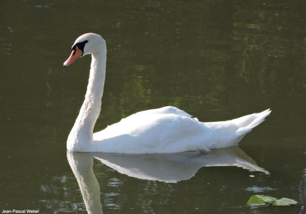Cygne tuberculé (Cygnus olor)
