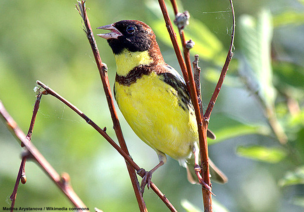Bruant auréole (Emberiza aureola) mâle