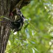 Une tentative de pillage d&rsquo;un nid de Pics verts par un Pic épeiche à Bruxelles (Belgique)