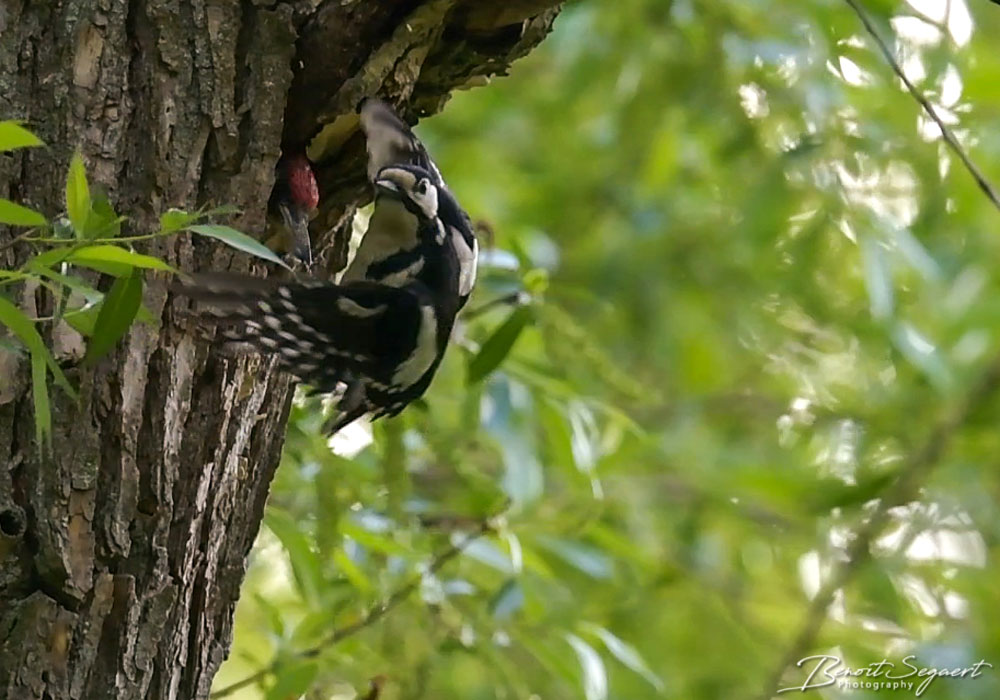 Pic vert (Picus viridis) chassant une femelle de Pic épeiche (Dendrocopos major)