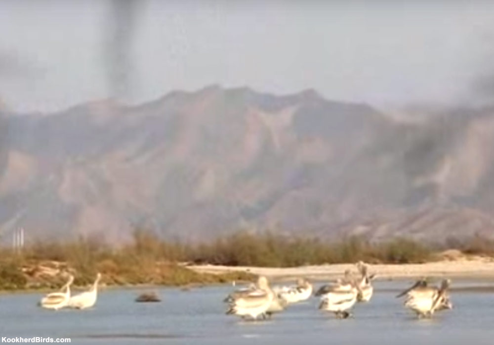 Comment expliquer la forte hausse du nombre de Pélicans frisés hivernant en Iran depuis 20 ans ?