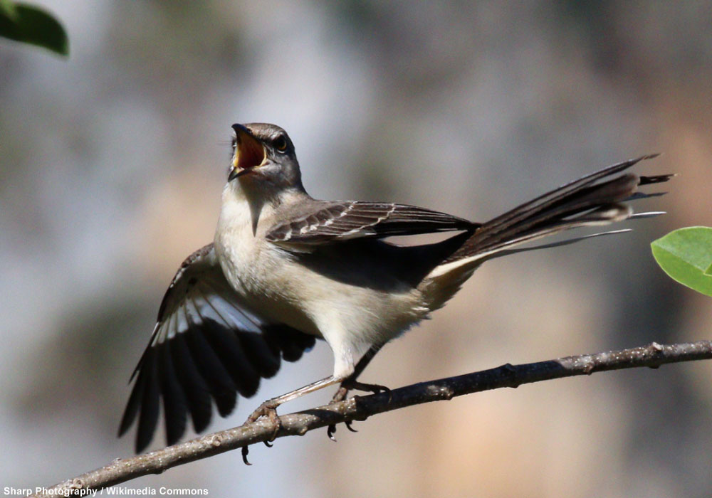 Moqueur polyglotte (Mimus polyglottos)
