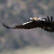 La spectaculaire progression de la population d&rsquo;Aigles ibériques dans la province de Madrid